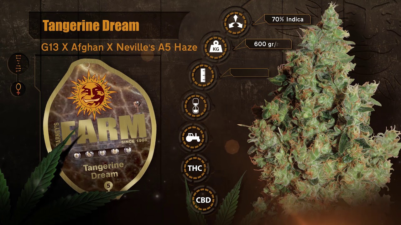Barneys Farm Tangerine Dream
