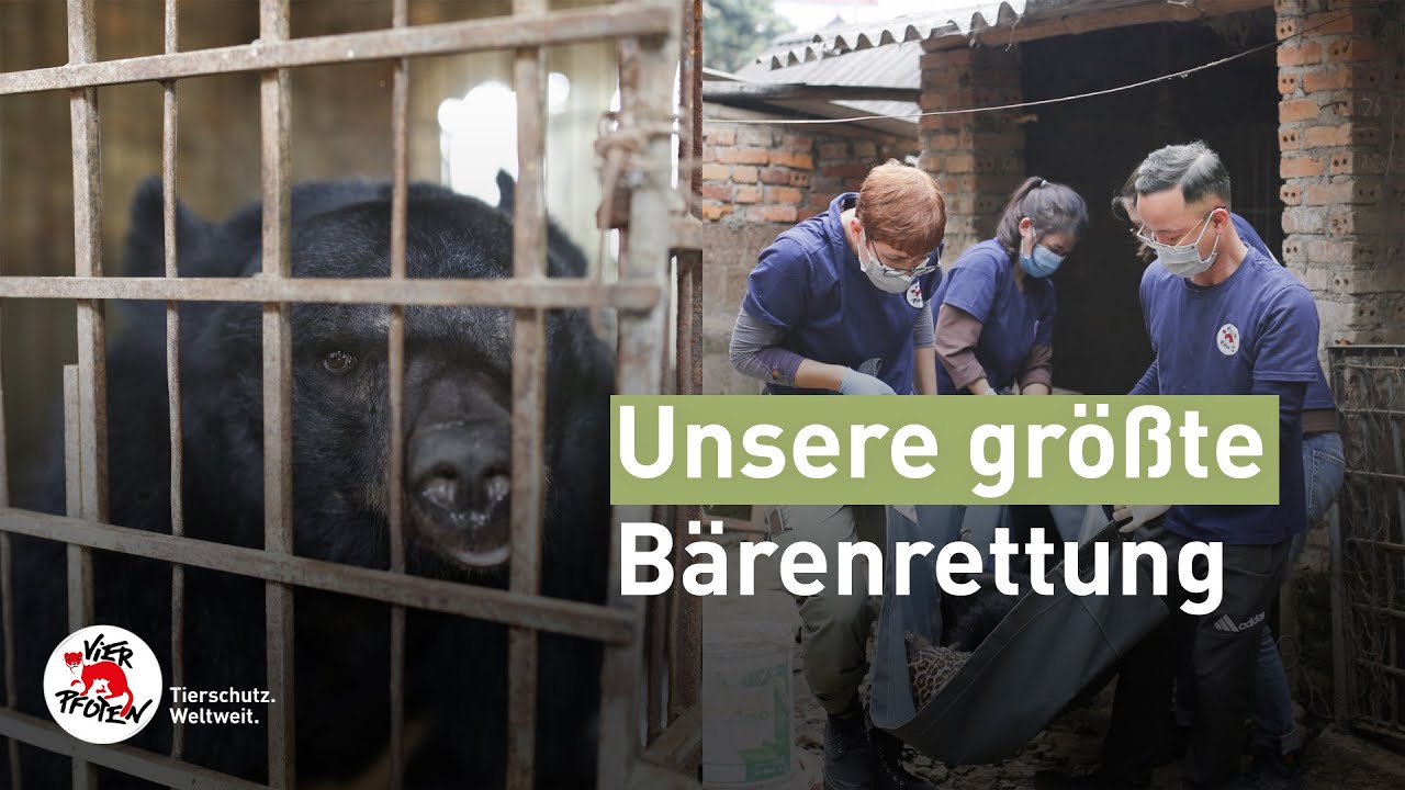 9 Bären brauchen unsere Hilfe  | VIER PFOTEN