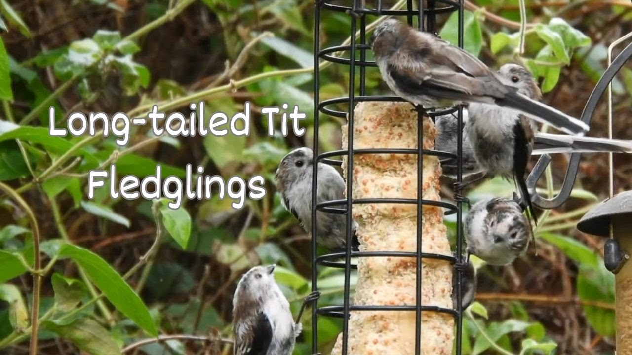 Long-tailed Tit Fledglings