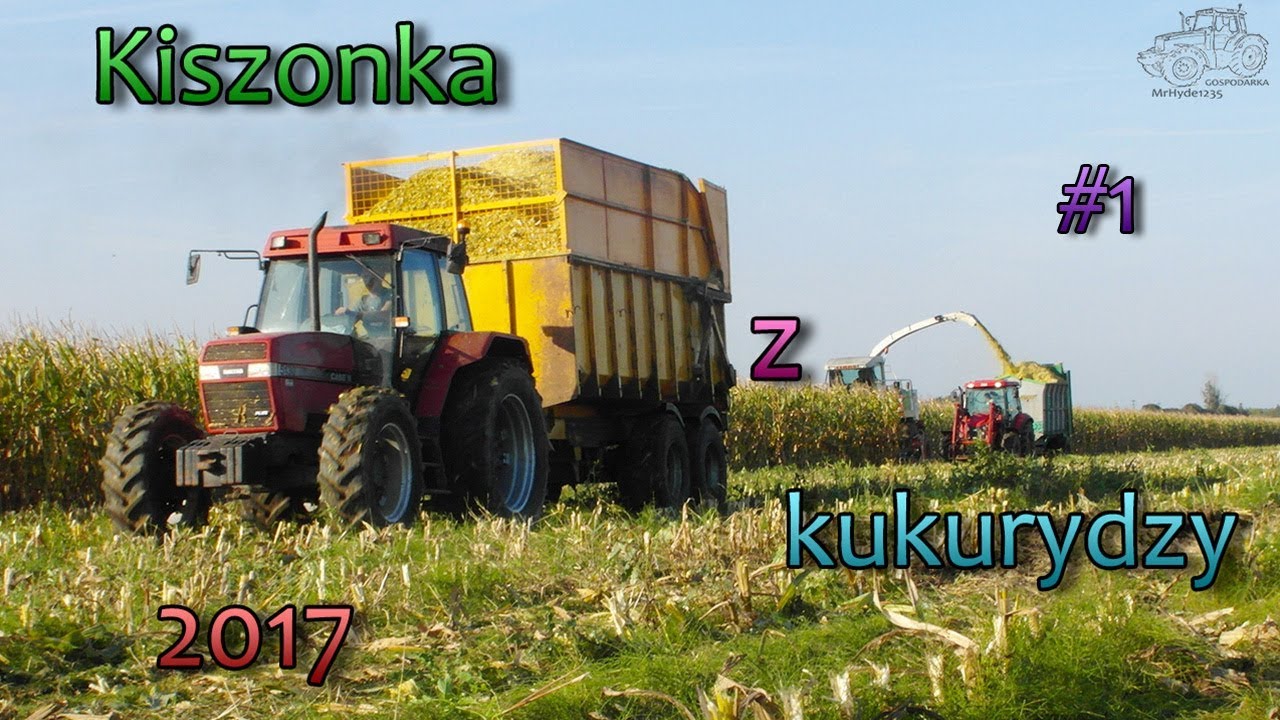 Kiszonka z kukurydzy 2017 #1 ■GR Sarowscy■ ▌CLAAS & CASE & URSUS & DF & NH & STEYR & TYM & BELARUS▐