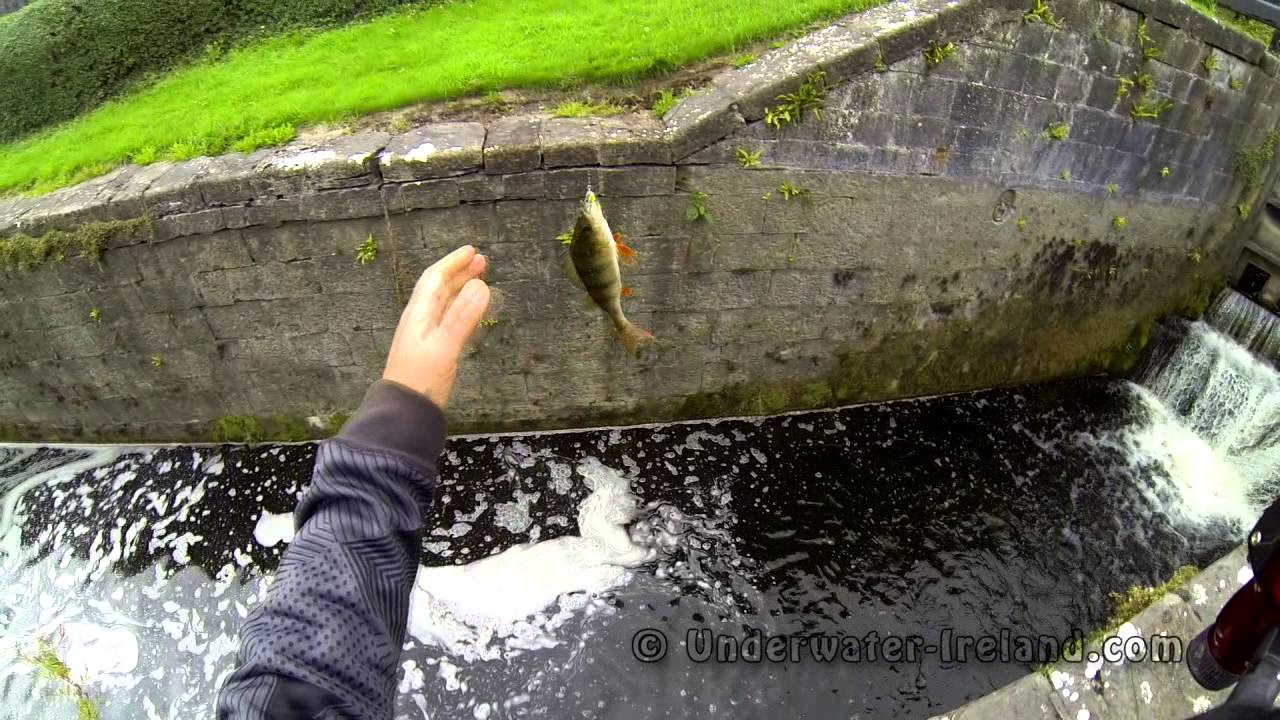 Fishing / jigging with lures: perch & trout love Bivi. Рыбалка / джиггинг: окунь и форель на воблер.