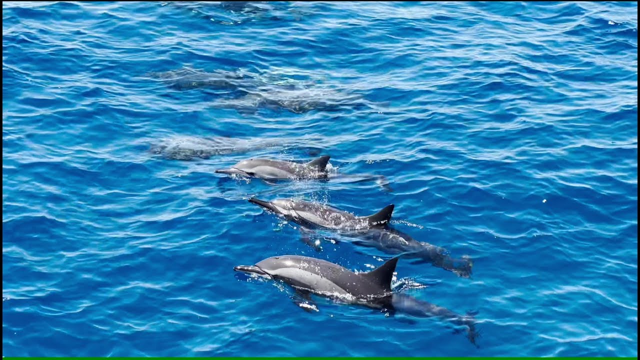 Tauchen - Coraya Bay, Ägypten 2023