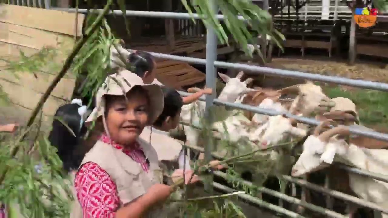 HAPPY LEARNING MONTESSORI OUTDOOR ACTIVITIES - Mengamati hewan Mamalia