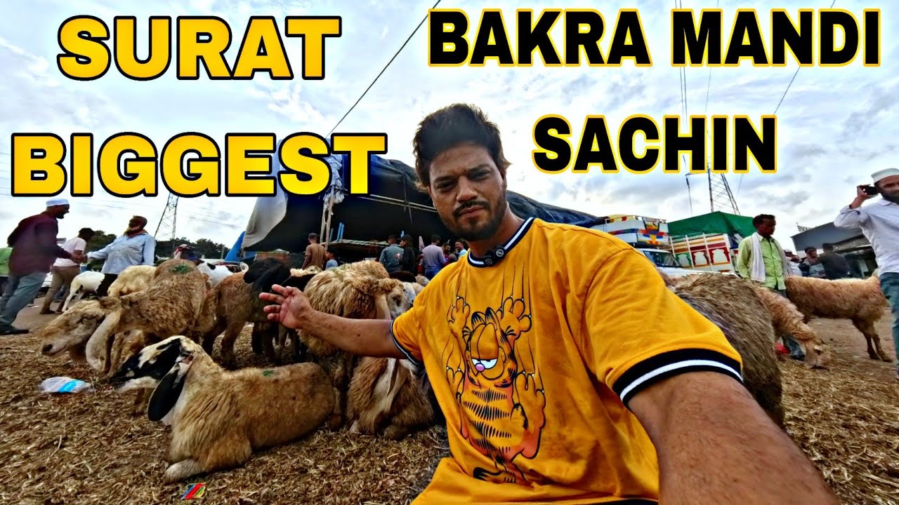 Surat Biggest Bakra Mandi Sachin price update  💰 /