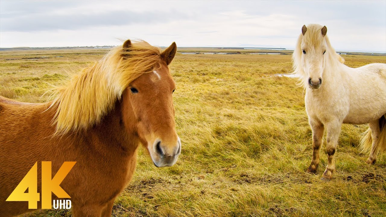 4K Wild Animals of Iceland, USA & Turkey - Bison, Elks, Wild Horses + Waterfowl - Part #1 - Preview