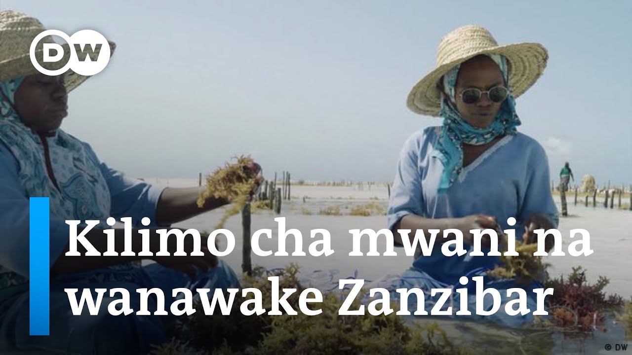 Mwani kutoka baharini hadi kiwandani Zanzibar