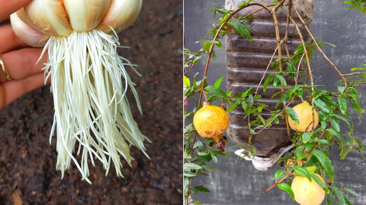 How to propagate tomatoes, ginger, garlic, lemongrass, pomegranate at home
