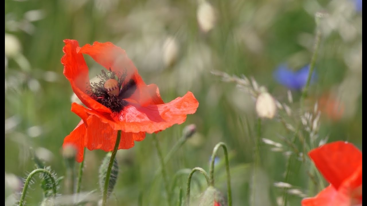 Maki - Coquelicots - &bdquo;Soleil de Nuit&rdquo; Schiller & Pierre Maubouche