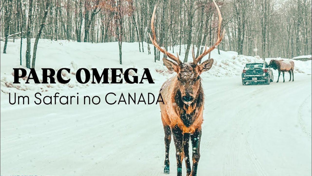 SAFARI NO CANADÁ? Conheci o incrível Parc Omega!