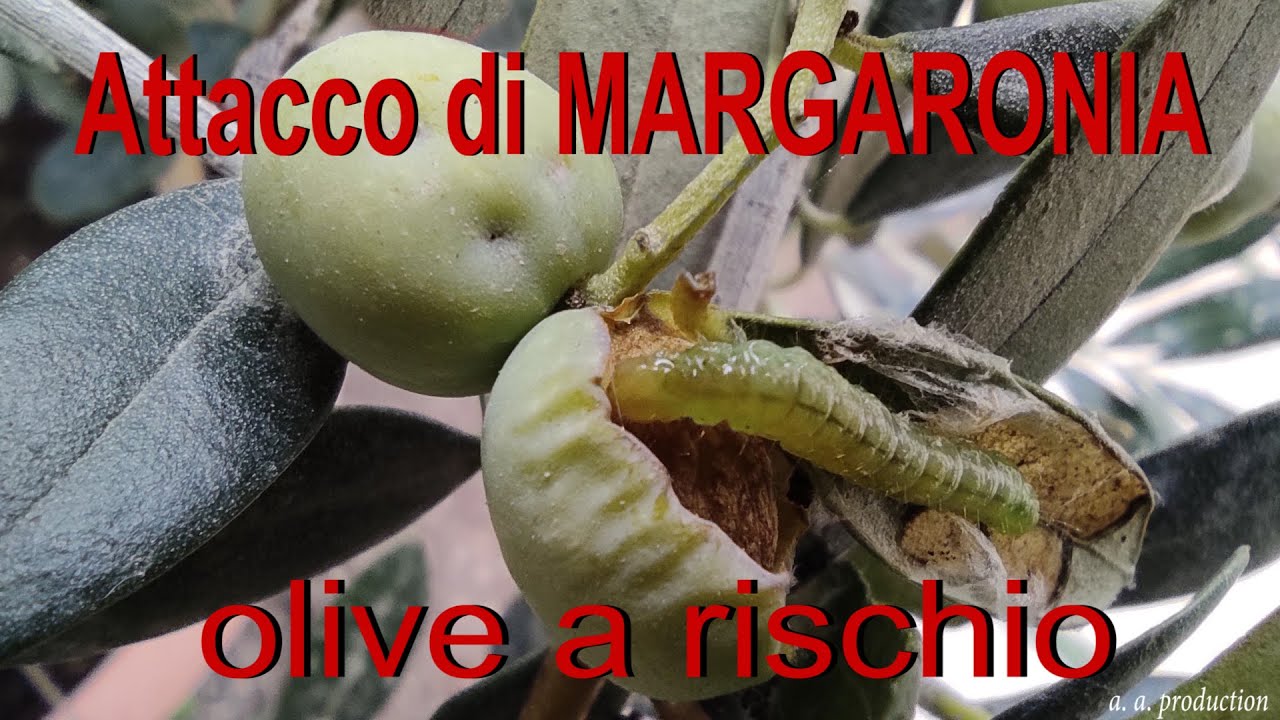 Attacco di MARGARONIA - olive a rischio