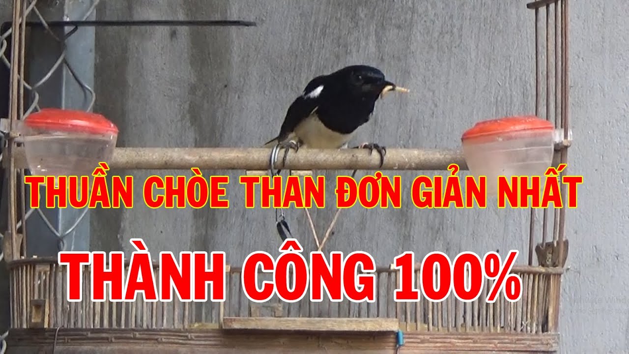 Hướng dẫn thuần chòe than đơn giản mà hiệu quả nhất