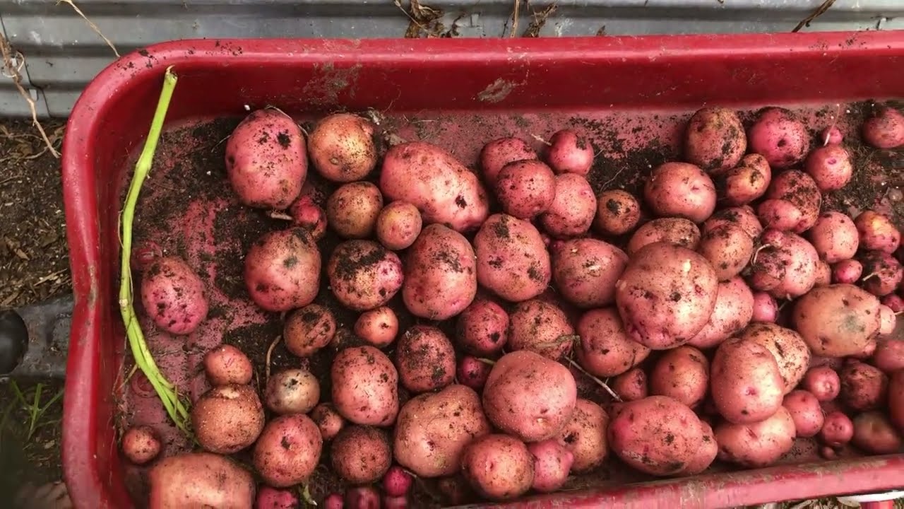 Potato harvest 2025- 18 pounds Pontiac Red