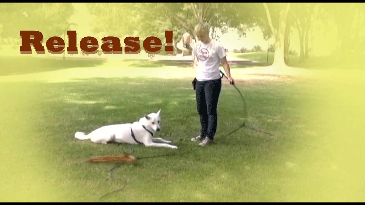 How to train a RELEASE CUE -   down stay training! down stay fun!