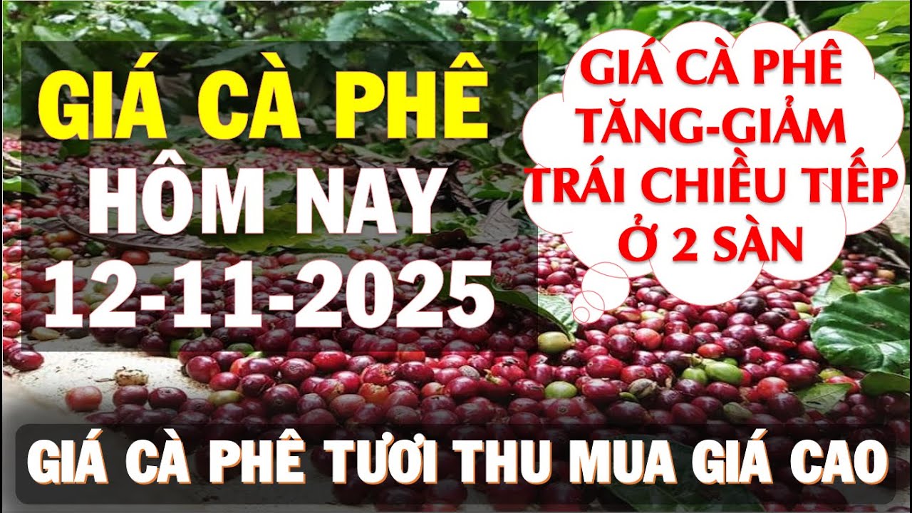 Gi&aacute; c&agrave; ph&ecirc; h&ocirc;m nay ng&agrave;y 12/11/2025|Gi&aacute; c&agrave; ph&ecirc; tăng mạnh th&ecirc;m với loại arabica