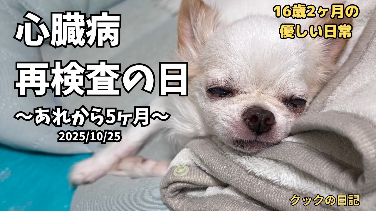 【心臓病再検査の日：老犬チワワの闘病記録】　〜あれから5ヶ月〜