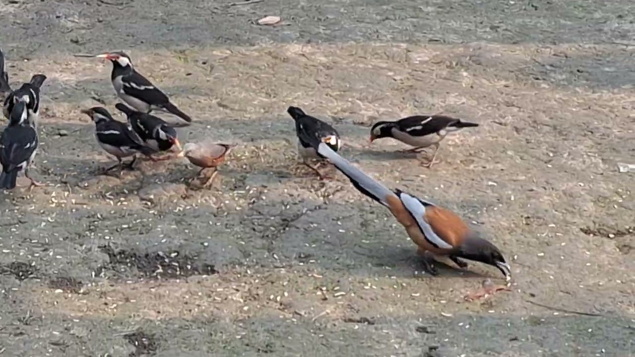 হাঁড়িচাচা পাখি বুঝিয়া খেতে ভালোবাসে