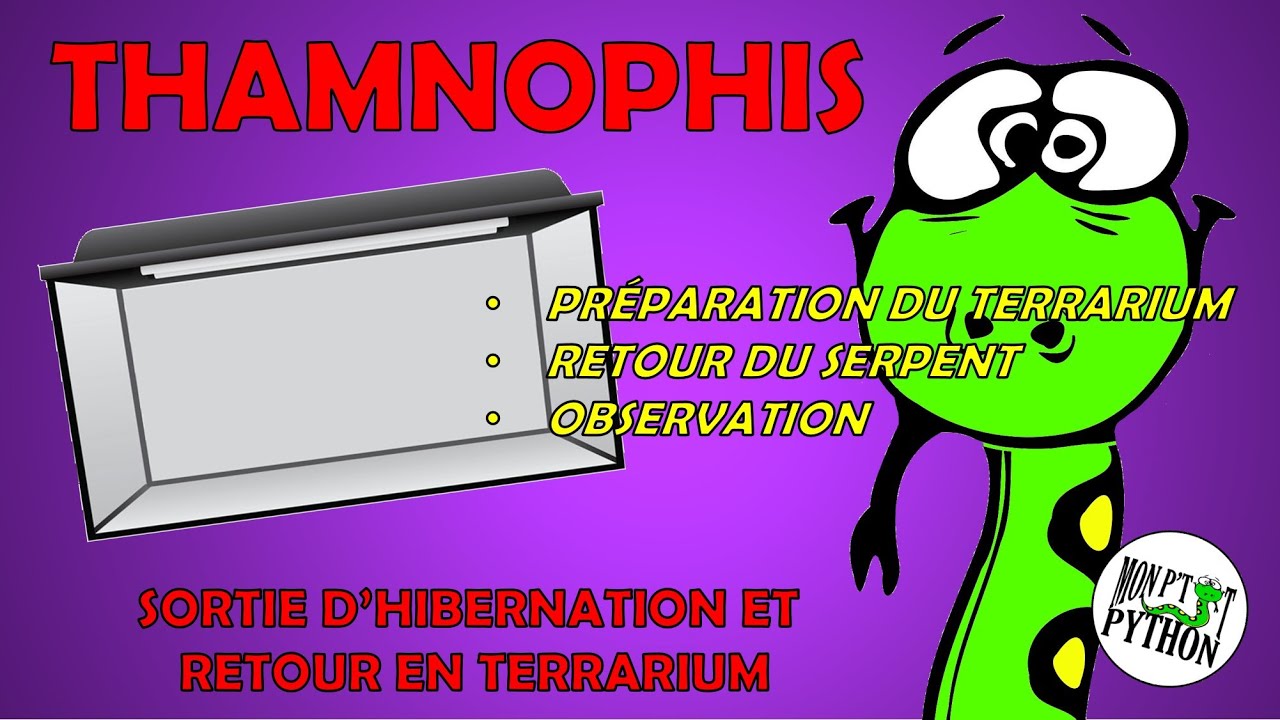 Aménagement du terrarium pour la sortie d'hibernation de votre thamnophis