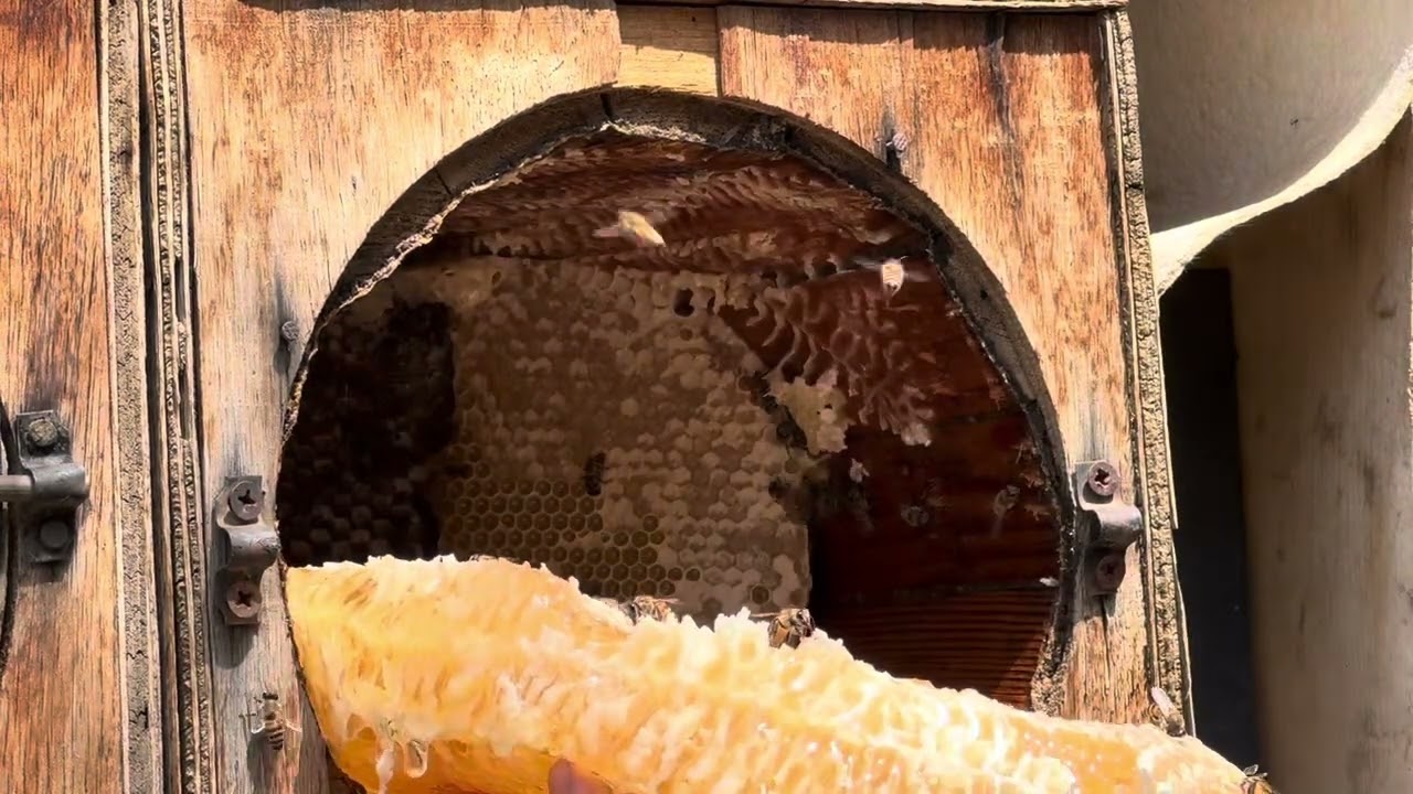 قص العسل البلدي🐝