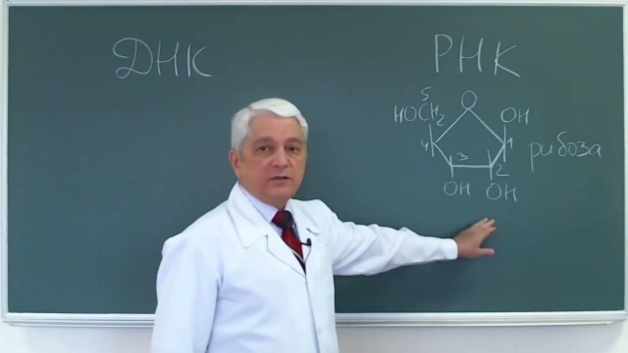 12:00 Нуклеиновые кислоты