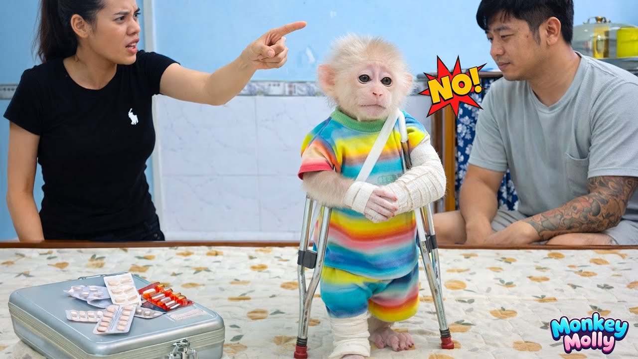 Monkey Molly’s Heartbreaking Moments as Mom Blames Dad for Not Taking Care of Her.