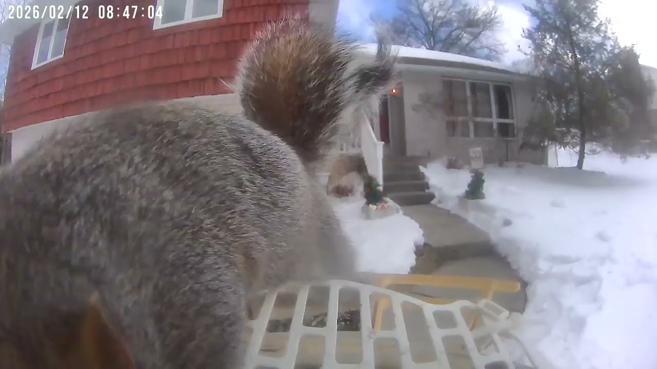 Daily Birdwatching - Netvue Birdfy Birdfeeder Cam - February 12, 2026