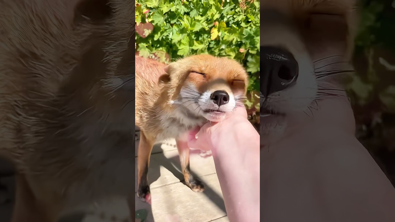 When animals reunite with their beloved human