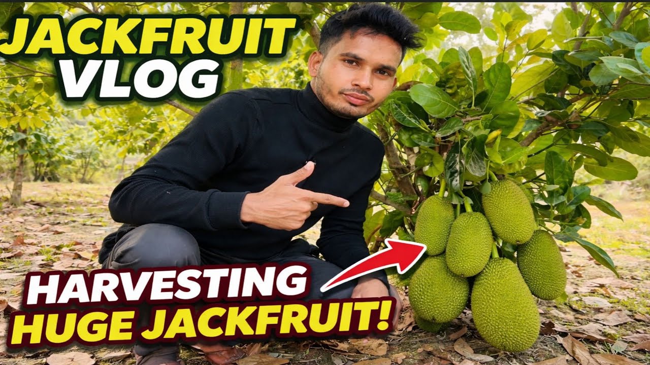 Vietnam Jackfruit Plant Vlog Video ❤️📸❤️Fruit Tree Official Vlog |
