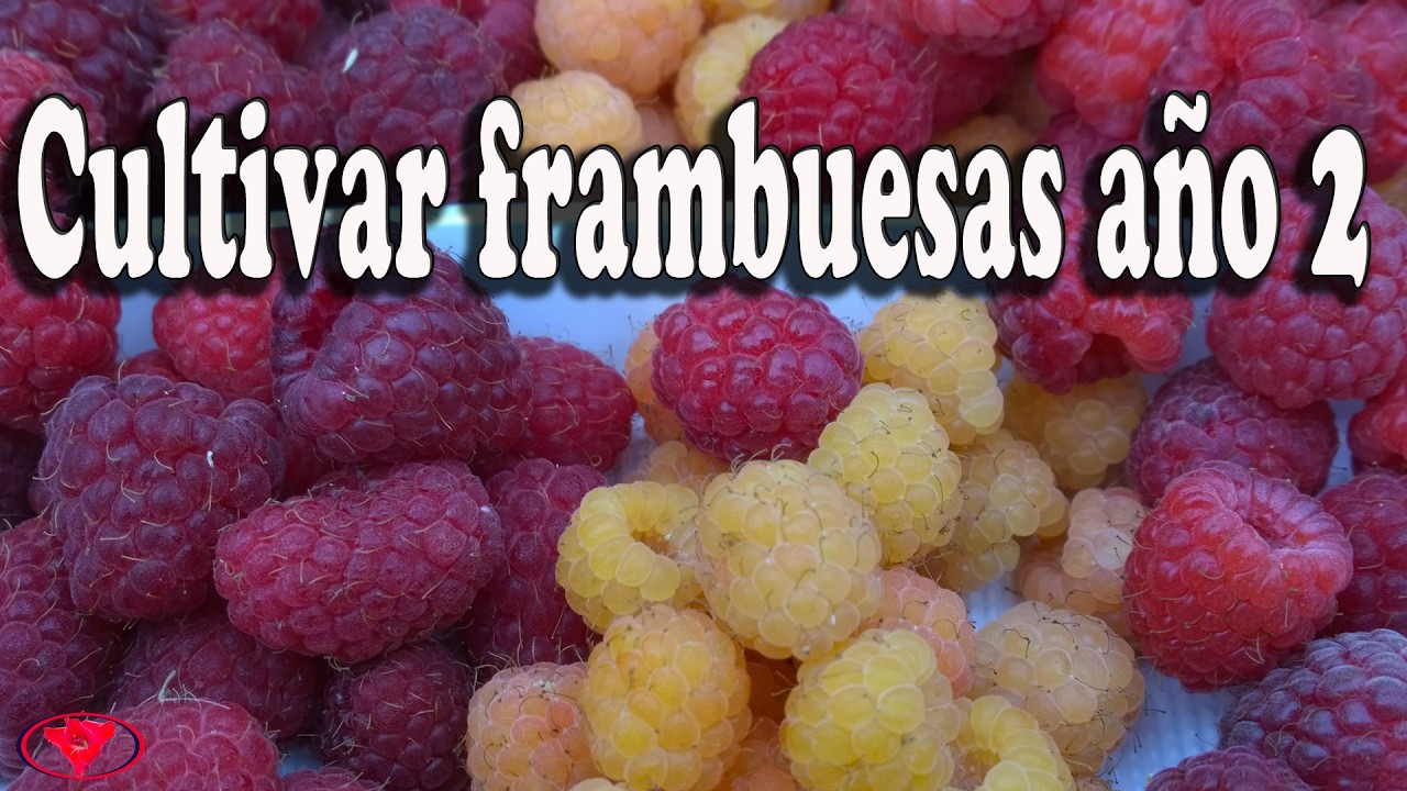 Cultivar frambuesas año 2