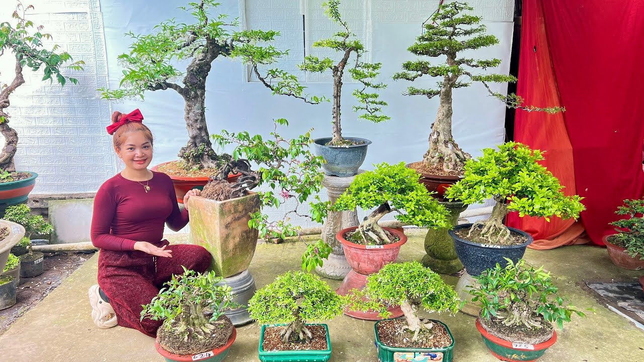 Mai Tùng Khế Me Ổi, Cần Thăng, Linh Sam, Nguyệt Quế (chào bán 4/3) Bonsai Văn An