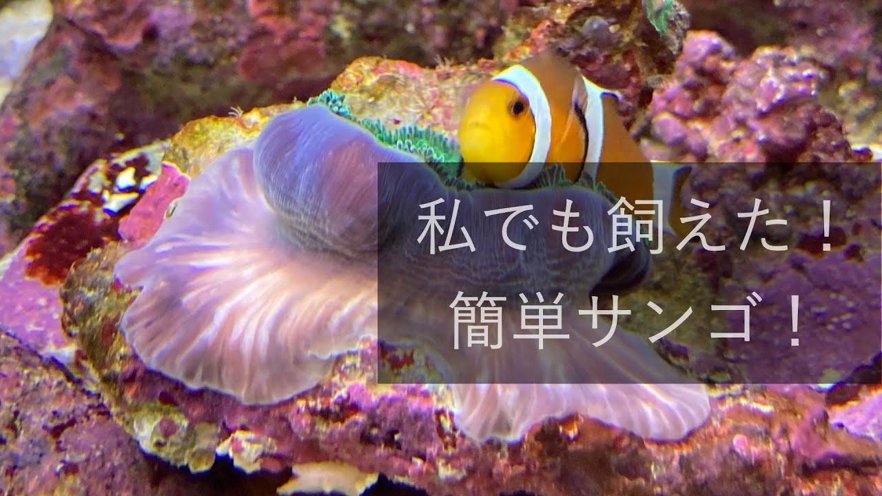 初級サンゴ！ディスクコーラルの育て方！No.006
