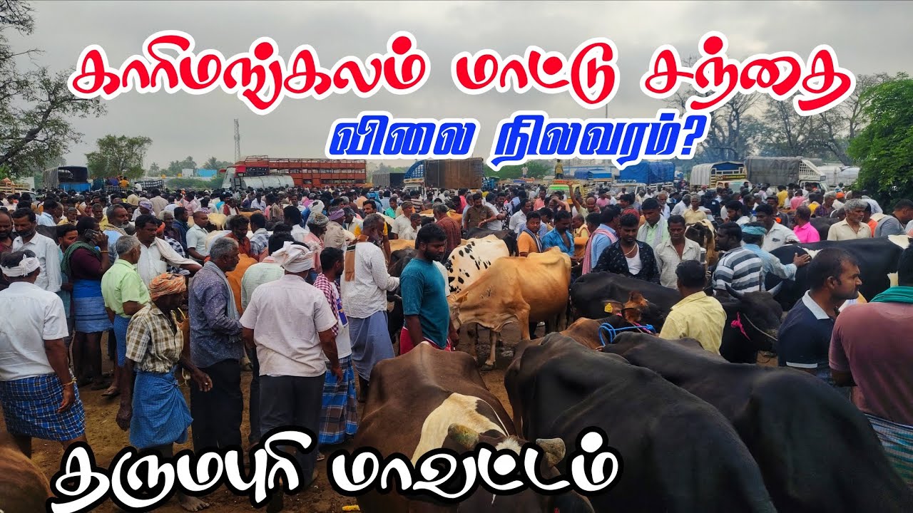 காரிமங்கலம் மாட்டு சந்தை தருமபுரி மாவட்டம் விலை நிலவரம்? #tn24_sakthi_vlogs 