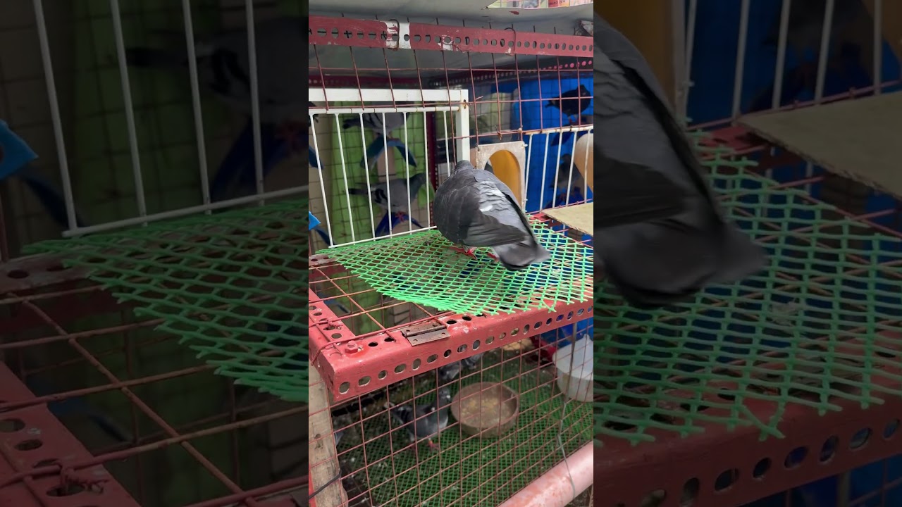 Black check pigeon #pigeon #amazingpigeon #bird #pigeon101 #birds #kalapatids #kalapati #dove