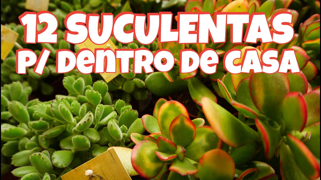 12 Suculentas de sombra com nomes para dentro de casa