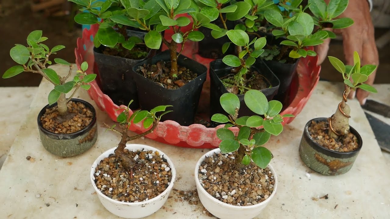 ছোট বনসাই কিভাবে করবেন, প্রাকটিক্যাল দেখুন।