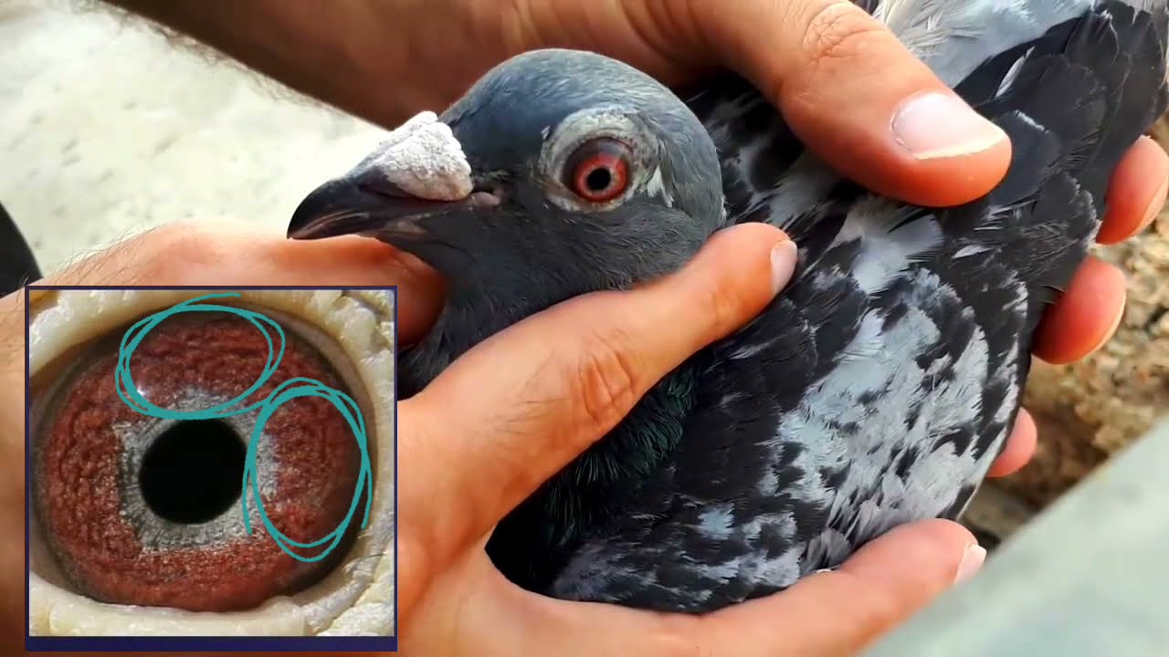 كيفية معرفة الزاجل الاصيل🕊🕊 وكل عام ودمتم بالف خير🤗❤
