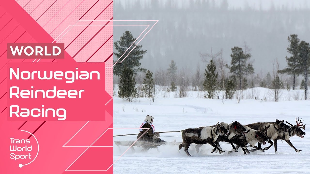 Which Reindeer is the Fastest? | Norwegian Reindeer Racing Championship!