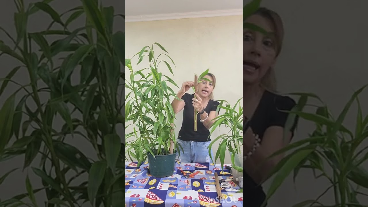 COMO HACER LOS RULOS FACIL Y SENCILLO AL LUCKY/BAMBÚ 🌱🌱