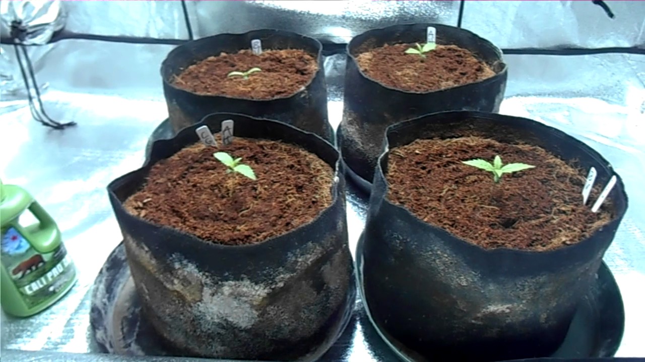 db003's black valium auto - ancient haze auto 600w air cooled grow 2x4 tent #2