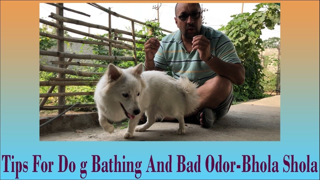 Tips For Dog Bathing | Badorder | Smell | Body | Mouth | Ears | Bhola Shola | Harwinder Singh Grewal