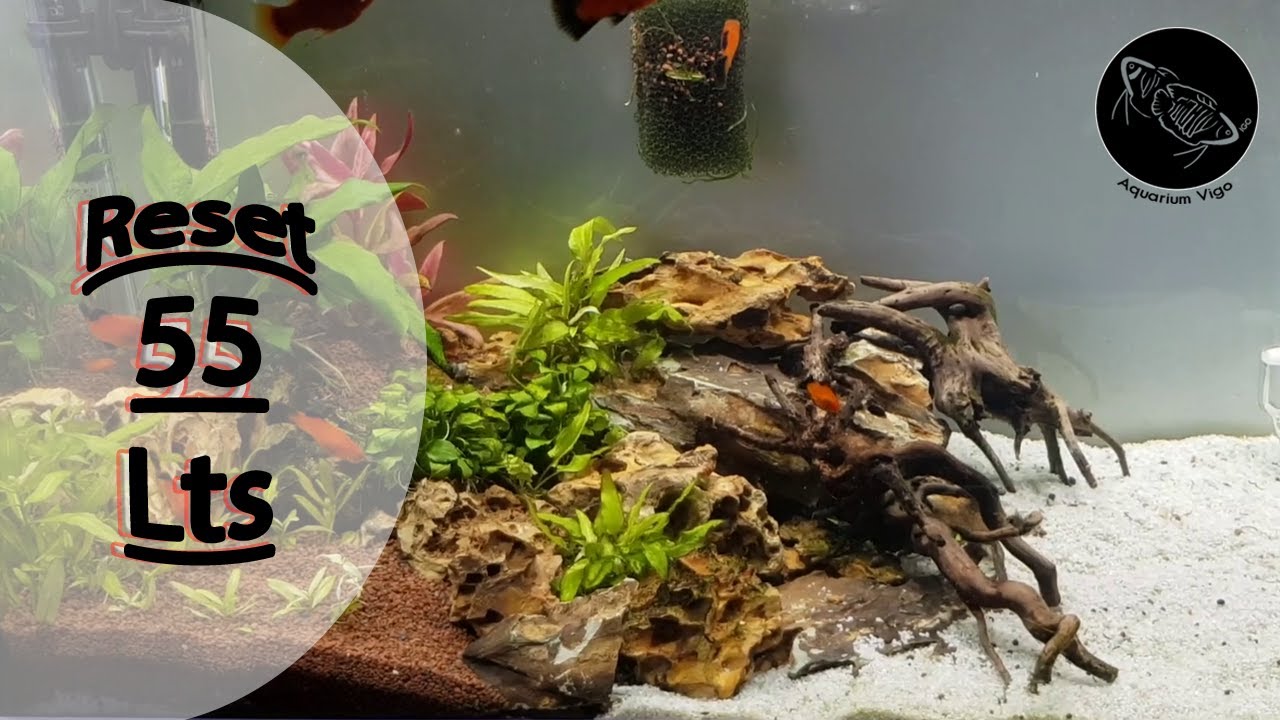 🔁REINICIAR ACUARIO🔁 con peces y plantas en TRES HORAS | Manado JBL | Roca dragon | Raiz roja