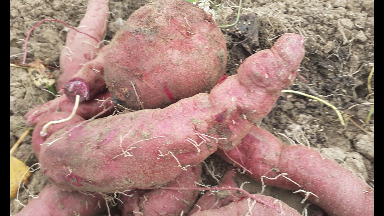 KADA VADITI I KAKO SKLADIŠTITI BATAT