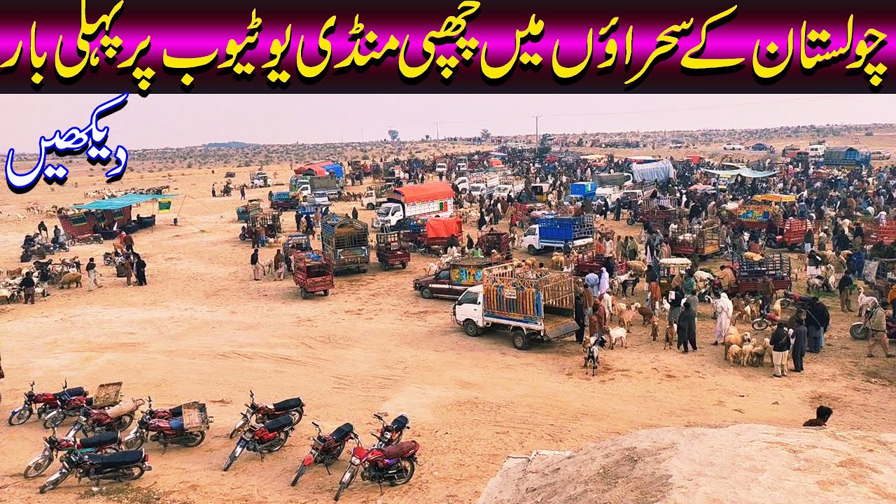 New Animals Market , Goat, Cow, Bull, And Other Animals Very Low Price / Cattle Market.PK