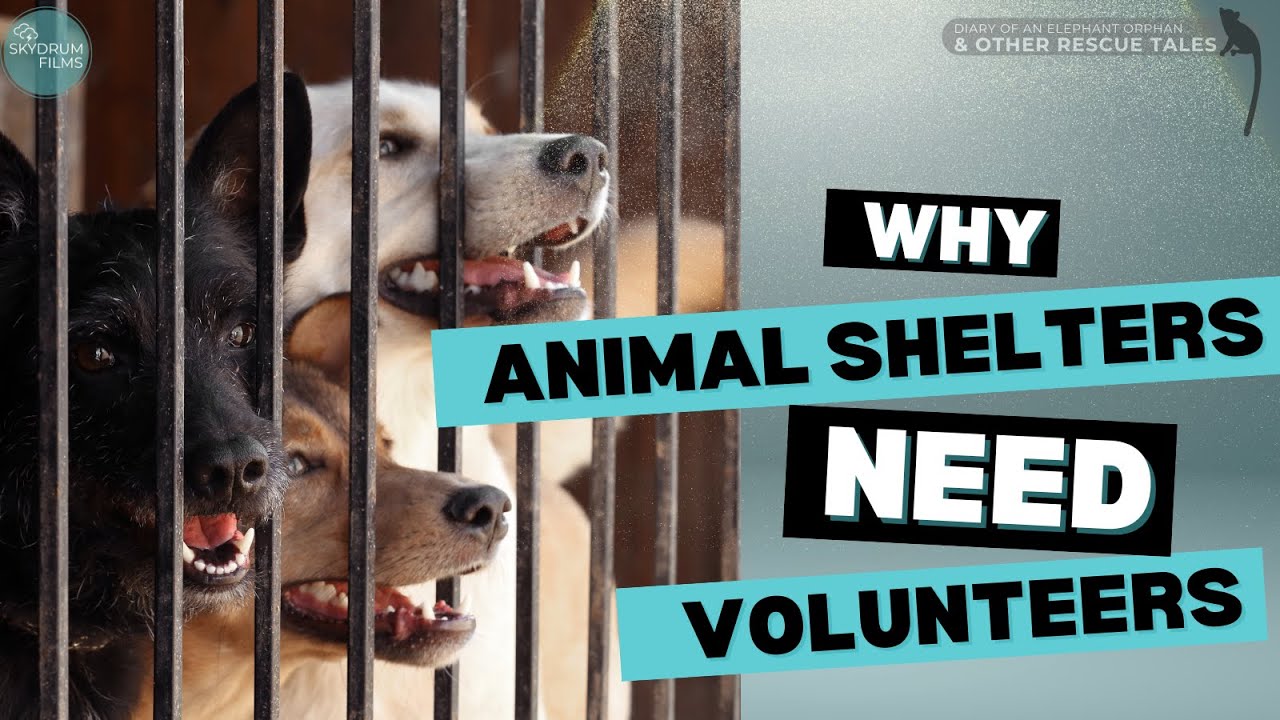 Go walk a dog - volunteer at an animal shelter #animalsheltervideos