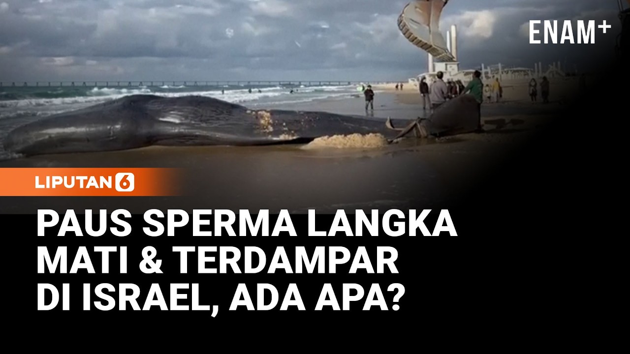 Paus Sperma Terancam Punah Terdampar di Pantai Israel | Liputan6