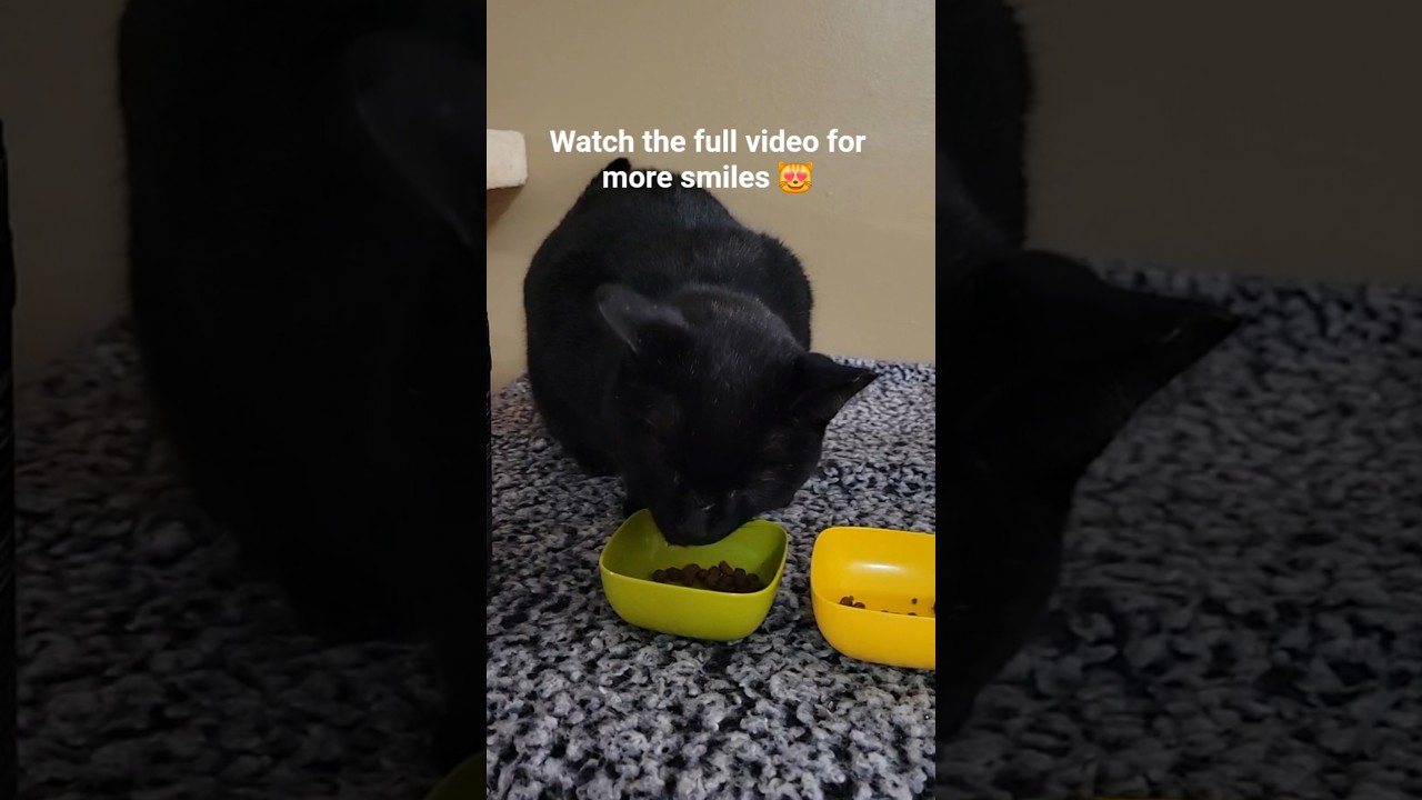 Feeding two of my black cats 