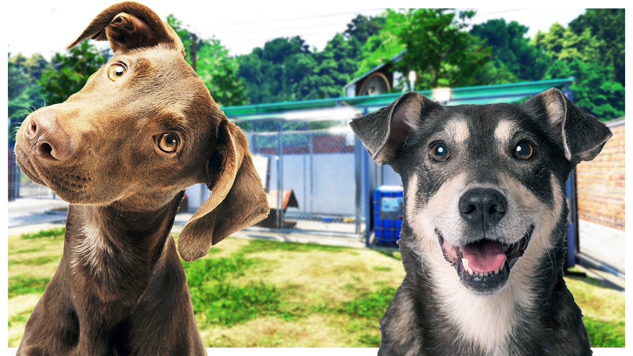 Rescuing Forgotten & Abused Animals - Animal Shelter Simulator