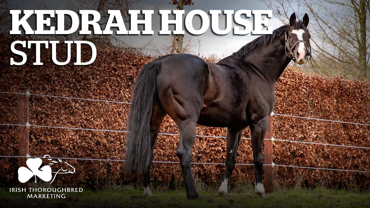 ITM Irish Stallion Showcase 2021 - Kedrah House Stud