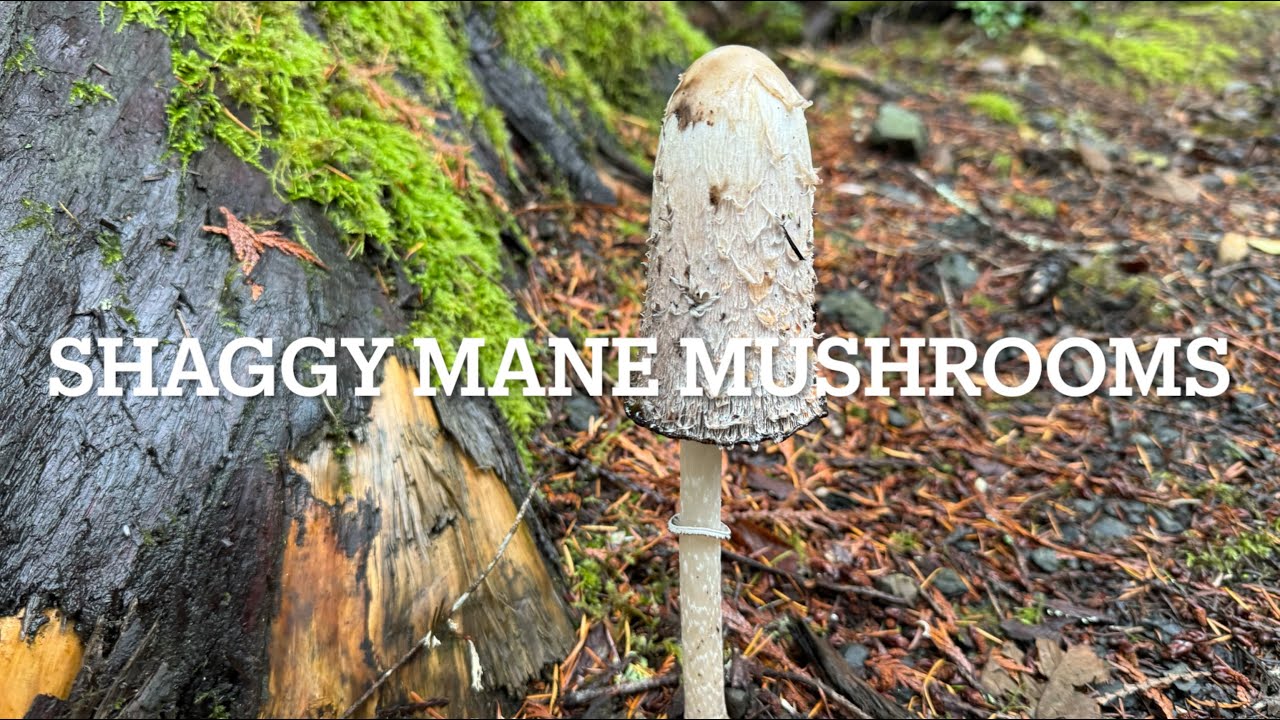 Shaggy Mane and Bear's Head Tooth Eatable Fall Mushrooms. Where and When to Find Them.