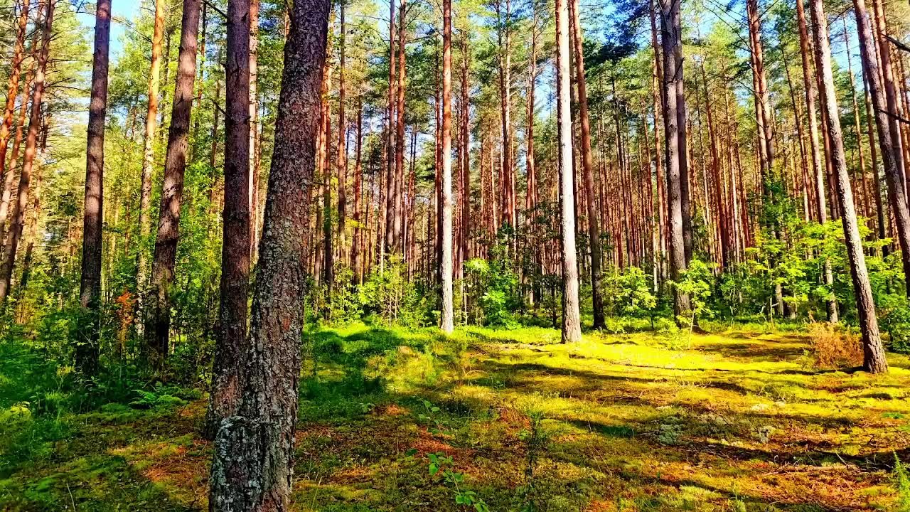 4K Лесное исцеление 🌲 Спокойное пение птиц и успокаивающие звуки природы для сна