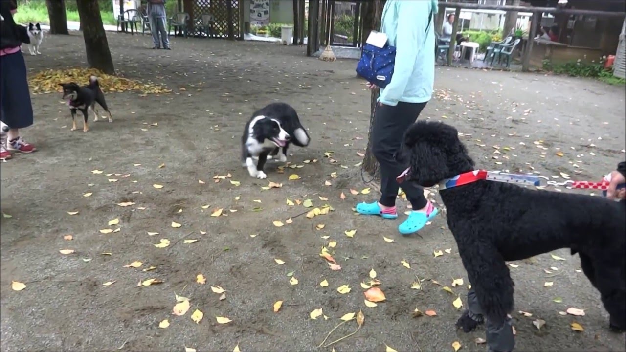 ドッグフォレスト湘南＆ログ~201605